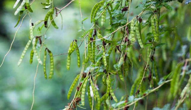 綠籬之王—銀合歡種植環境 綠籬之王—銀合歡種植環境