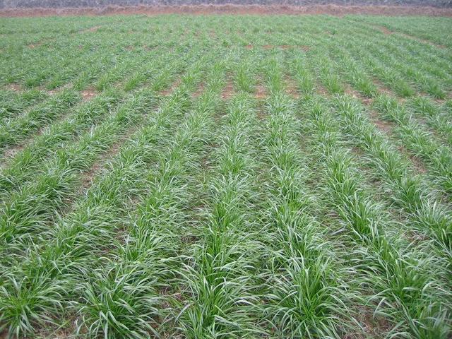 冬牧70黑麥草和黑麥草兩者有什么區(qū)別? 冬牧70黑麥草和黑麥草兩者有什么區(qū)別?