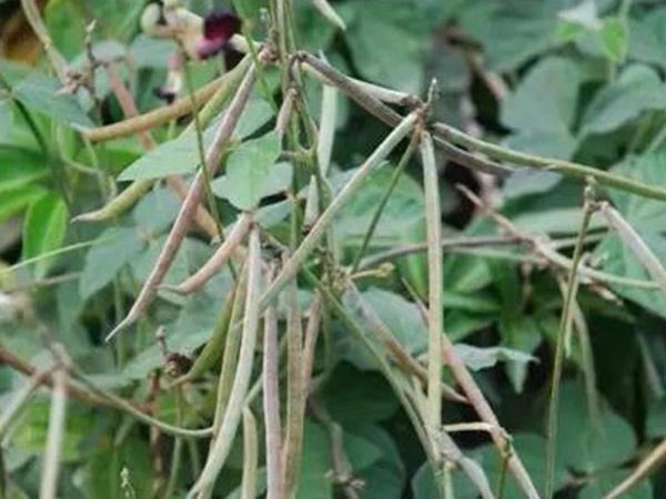 豆科植物——大翼豆栽培管理以及價值與利用 豆科植物——大翼豆栽培管理以及價值與利用