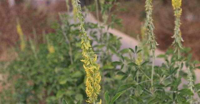 豬屎豆種植技術(shù)說(shuō)明，什么時(shí)候種植最佳？