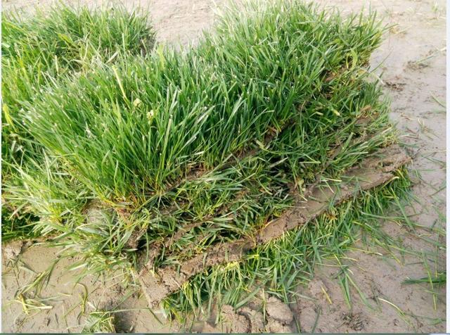 綠化草坪種類圖片,不同的草坪用途和功能都有所差別 綠化草坪種類圖片,不同的草坪用途和功能都有所差別