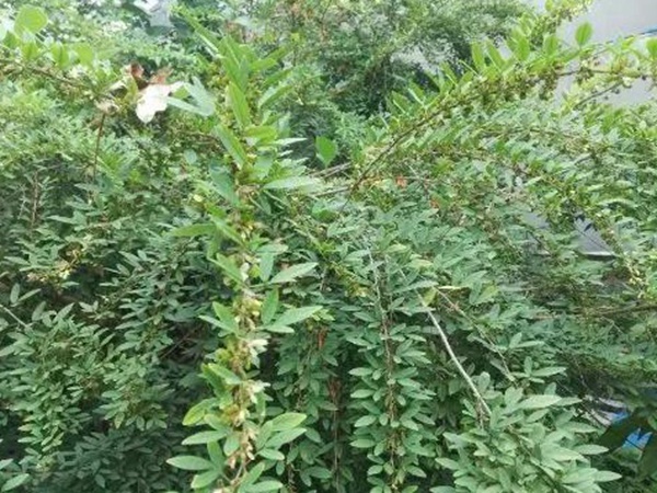 生態綠化種子有哪些,有什么需要注意的 生態綠化種子有哪些,有什么需要注意的