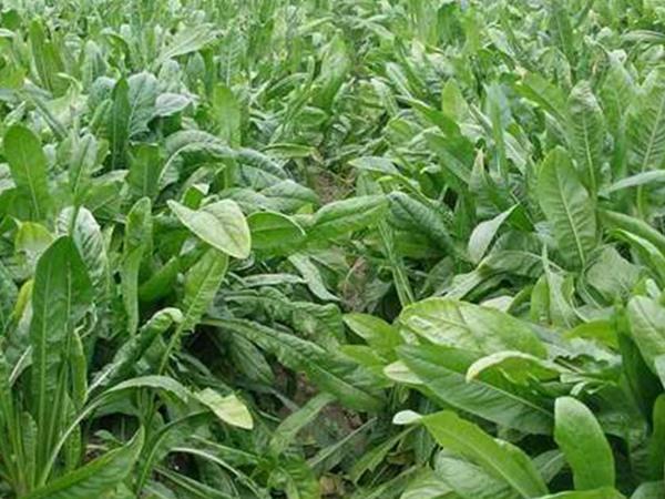 魯梅克斯牧草的優缺點都有哪些?需要了解啥? 魯梅克斯牧草的優缺點都有哪些?需要了解啥?