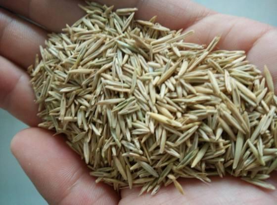 想要披堿草種子的發芽率高，有什么好的方法？