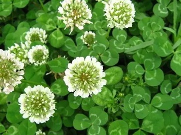 白三葉除草最強技術有哪些? 白三葉除草最強技術有哪些?