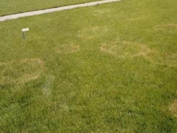 草坪養護 | 夏季管理管理技術要點與栽培方法 草坪養護 | 夏季管理管理技術要點與栽培方法