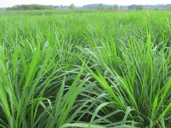 養殖戶注意了,土雞愛吃的八大牧草,有什么需要注意的? 養殖戶注意了,土雞愛吃的八大牧草,有什么需要注意的?