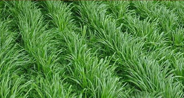 優質高產牧草,冬牧70黑麥草種植時間 優質高產牧草,冬牧70黑麥草種植時間