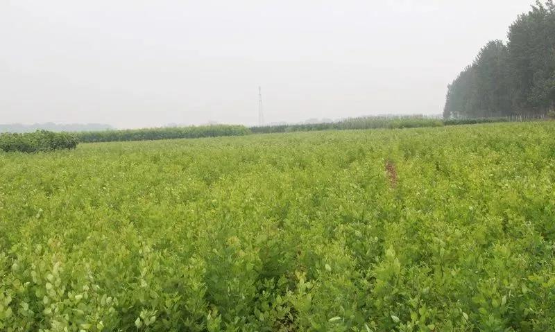 灌木種子—胡枝子基本介紹以及生態(tài)習(xí)性 灌木種子—胡枝子基本介紹以及生態(tài)習(xí)性