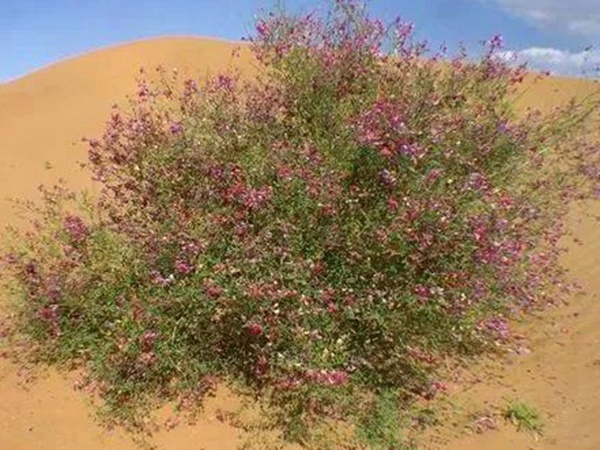 園林中發現美麗的你——花棒 園林中發現美麗的你——花棒