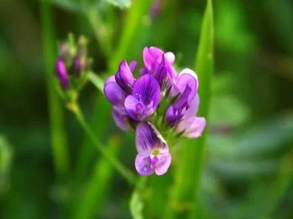 紫花苜蓿最佳種植時間是什么時候? 紫花苜蓿最佳種植時間是什么時候?