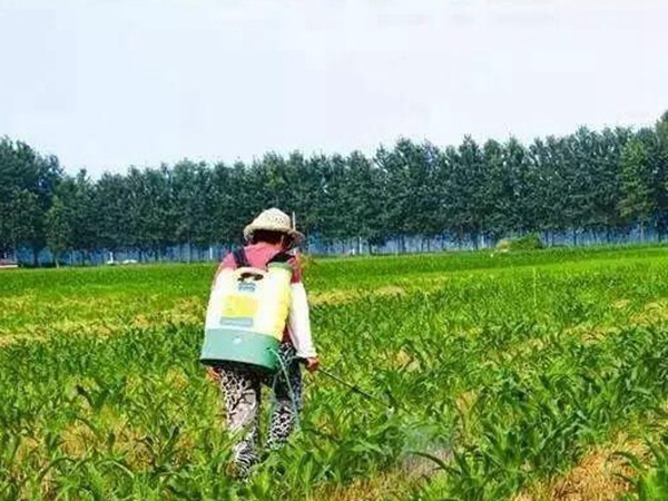 種植墨西哥玉米有這幾個要點,掌握好這幾個要點獲得高產量 種植墨西哥玉米有這幾個要點,掌握好這幾個要點獲得高產量
