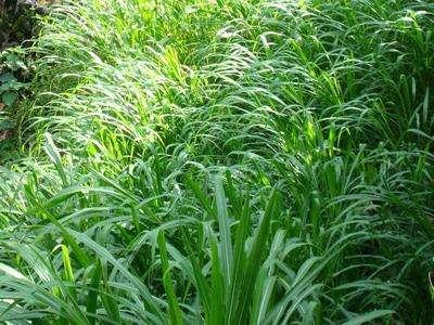 優質的牧草——蘇丹草，怎么種植可以高產