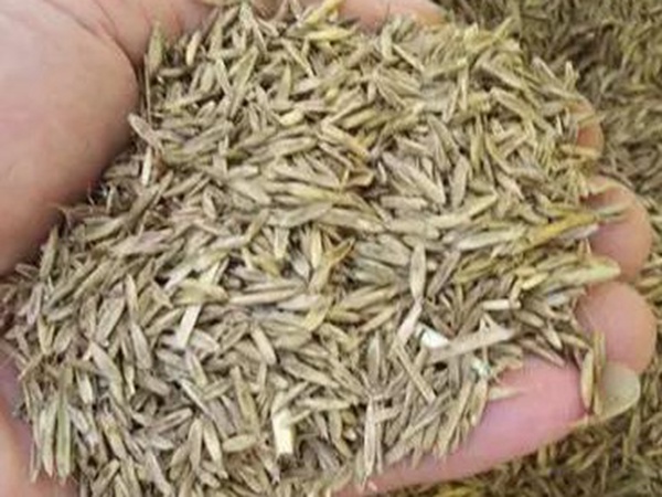 一年生黑麥草特高栽培技術與收割利用 一年生黑麥草特高栽培技術與收割利用