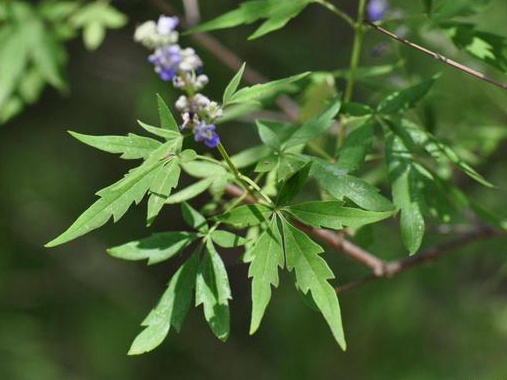 如何提高荊條的種植效益？有什么需要注意的？