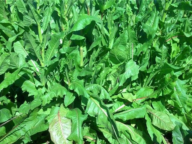 菊苣的主要價值及種植技術介紹 菊苣的主要價值及種植技術介紹