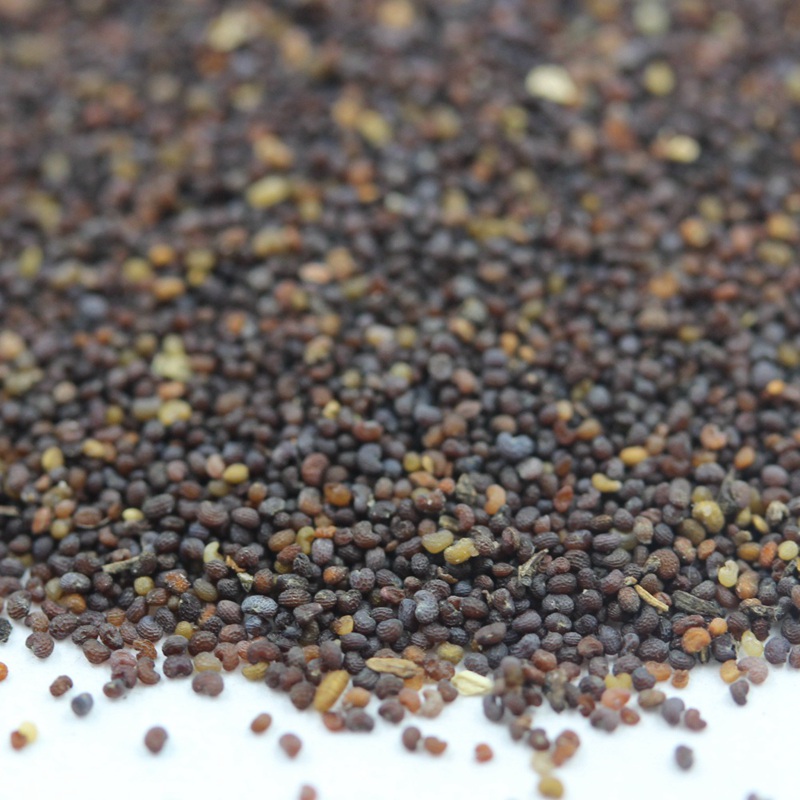 紅色虞美人 紅色虞美人