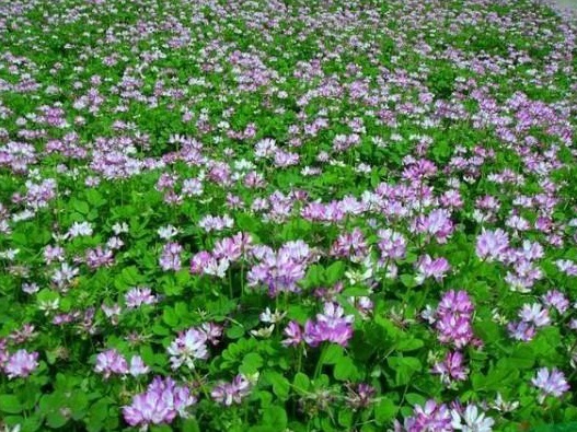 紫云英栽培技術以及田間管理方法 紫云英栽培技術以及田間管理方法