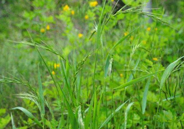 耐活堿草農(nóng)作物,要知道它的生物特性,種植起來很簡單 耐活堿草農(nóng)作物,要知道它的生物特性,種植起來很簡單