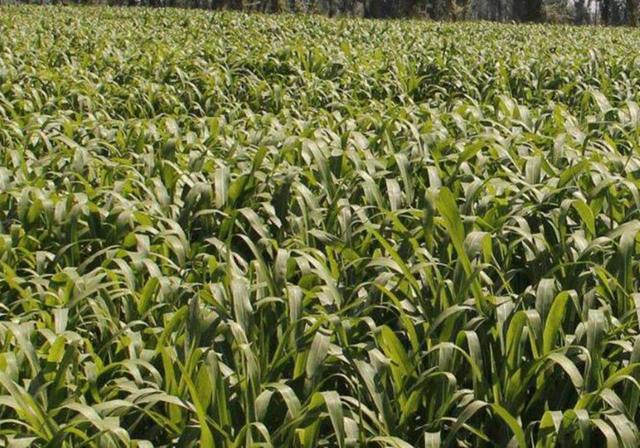 甜高粱栽培，田間管理方法有哪些