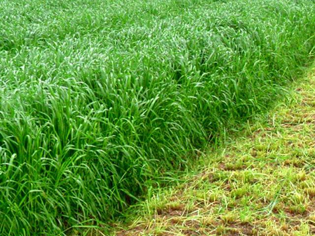 易種植的多年生黑麥草種植方法詳情 易種植的多年生黑麥草種植方法詳情