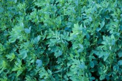 草木犀種植方法及特點介紹,什么時候種植比較好 草木犀種植方法及特點介紹,什么時候種植比較好