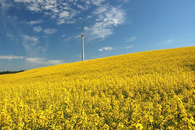 油菜籽的種植方法有哪些,有什么需要注意的? 油菜籽的種植方法有哪些,有什么需要注意的?