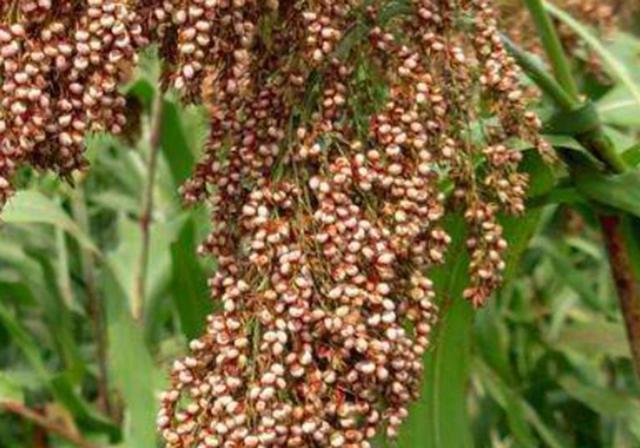 甜高梁種植技巧是什么,如何產量高 甜高梁種植技巧是什么,如何產量高