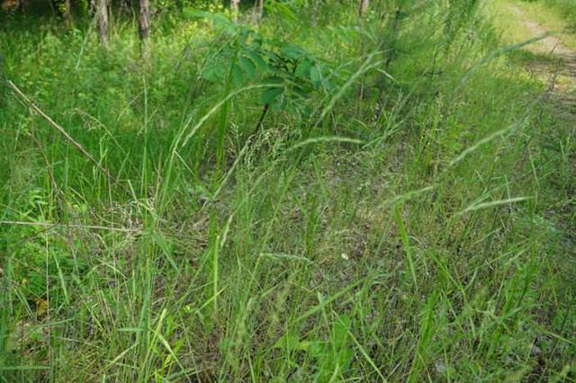 優質牧草——披堿草,具有不同的經濟價值 優質牧草——披堿草,具有不同的經濟價值