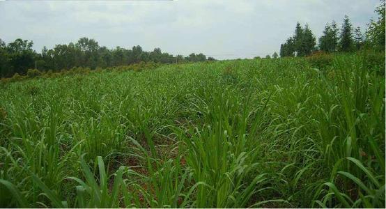 高丹草如何養殖,種植方法是什么? 高丹草如何養殖,種植方法是什么?