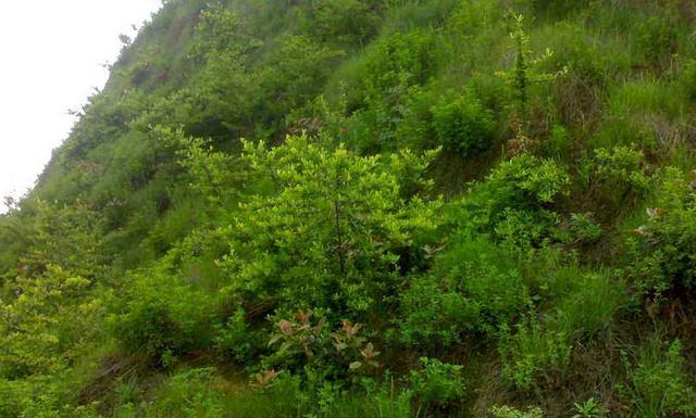 豬屎豆種植技術(shù)說(shuō)明，什么時(shí)候種植最佳？