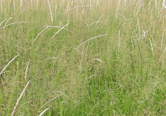 耐活堿草農(nóng)作物,要知道它的生物特性,種植起來很簡單 耐活堿草農(nóng)作物,要知道它的生物特性,種植起來很簡單