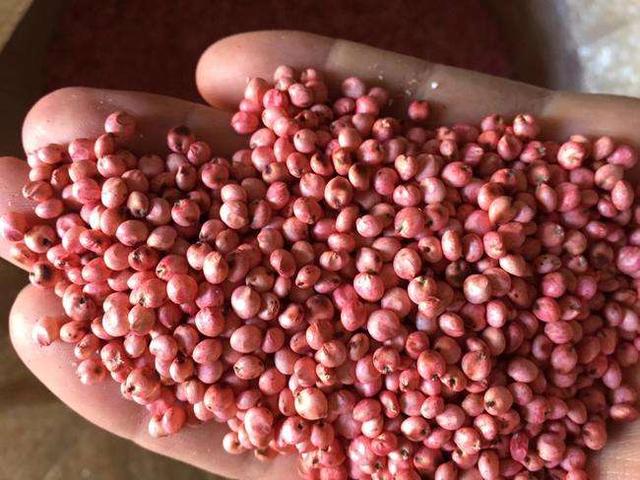 高丹草是優質的牧草,哪里有多年生的高丹草種子 高丹草是優質的牧草,哪里有多年生的高丹草種子