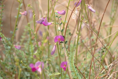 守護沙漠的花姑娘——花棒形態特征以及經濟價值 守護沙漠的花姑娘——花棒形態特征以及經濟價值
