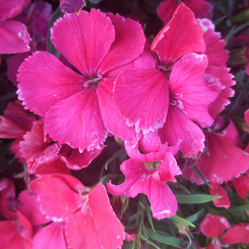 常夏石竹 常夏石竹