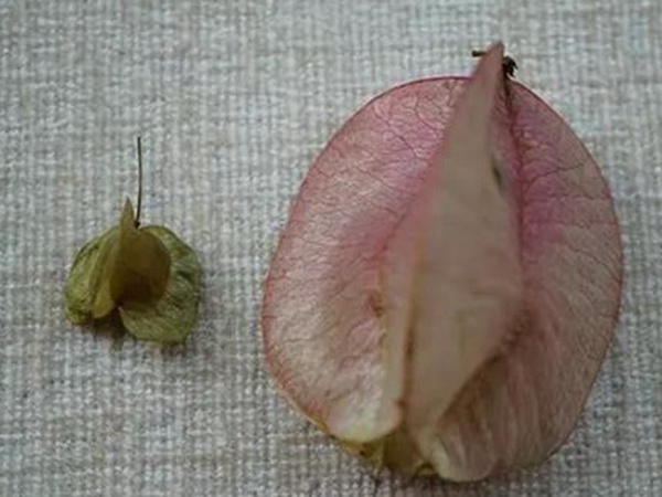 車桑子基本詳情介紹以及一車桑子的插花作品 車桑子基本詳情介紹以及一車桑子的插花作品