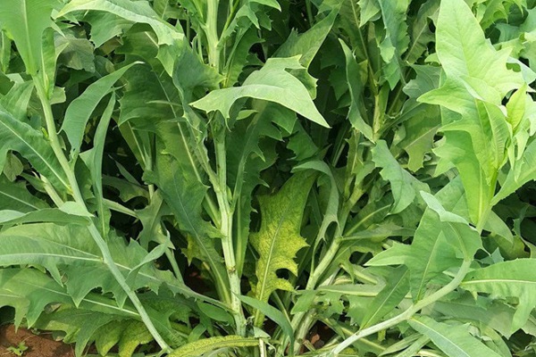 苦荬菜種植苦荬菜養(yǎng)鵝—— 飼養(yǎng)方法 苦荬菜種植苦荬菜養(yǎng)鵝—— 飼養(yǎng)方法