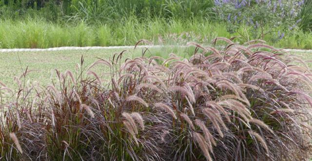狗尾巴草用途居然還有這么多的 狗尾巴草用途居然還有這么多的
