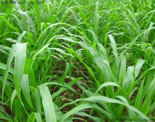 高粱與蘇丹草的結合,高丹草的優勢有哪些 高粱與蘇丹草的結合,高丹草的優勢有哪些