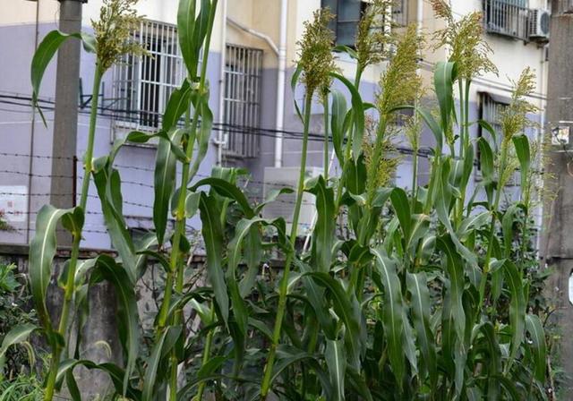 甜高粱栽培，田間管理方法有哪些