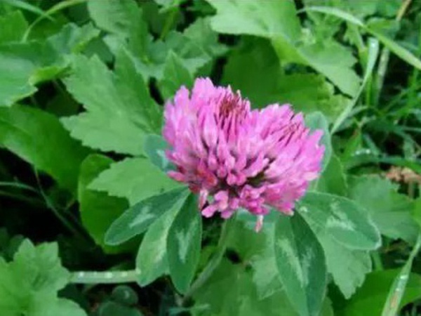 十種優(yōu)質(zhì)牧草及其栽培技術(shù)與方法 十種優(yōu)質(zhì)牧草及其栽培技術(shù)與方法