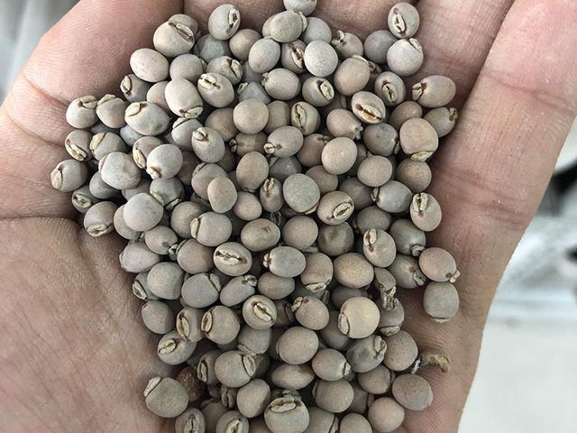 木豆種植技術(shù)介紹以及管理方法 木豆種植技術(shù)介紹以及管理方法