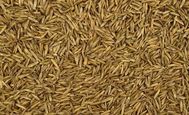 哪里有綠化草坪草種賣?去哪買比較好? 哪里有綠化草坪草種賣?去哪買比較好?