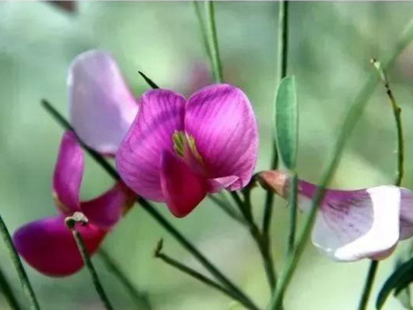 園林中發現美麗的你——花棒 園林中發現美麗的你——花棒