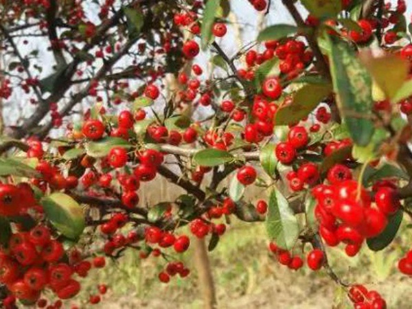 生態綠化種子有哪些,有什么需要注意的 生態綠化種子有哪些,有什么需要注意的