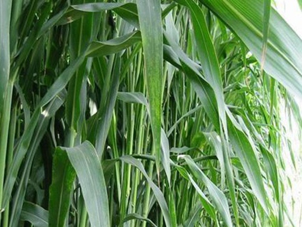 甜高粱的種植方法有哪些,你了解多少? 甜高粱的種植方法有哪些,你了解多少?