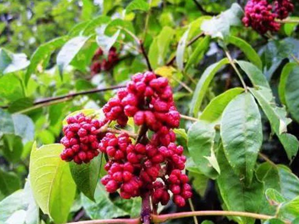 鹽膚木的種植栽培技術(shù)以及田間管理方法 鹽膚木的種植栽培技術(shù)以及田間管理方法