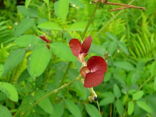 豆科植物——大翼豆栽培管理以及價值與利用 豆科植物——大翼豆栽培管理以及價值與利用