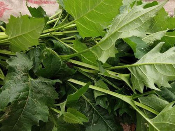 串葉松香草牧草——養(yǎng)畜禽種牧草選對品種很重要 串葉松香草牧草——養(yǎng)畜禽種牧草選對品種很重要