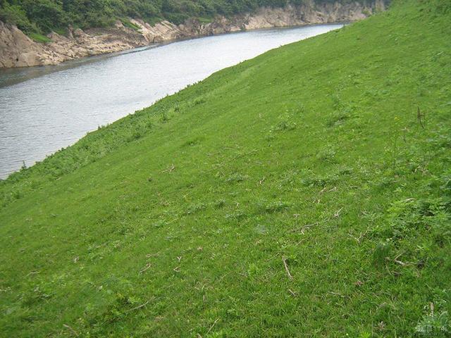 生命力頑強、耐踐踏又美觀的狗牙根草坪 生命力頑強、耐踐踏又美觀的狗牙根草坪